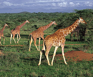Book your Kenya Safari Holiday with Sunway