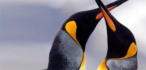 Antarctica adventure tours and late deals to Antarctica