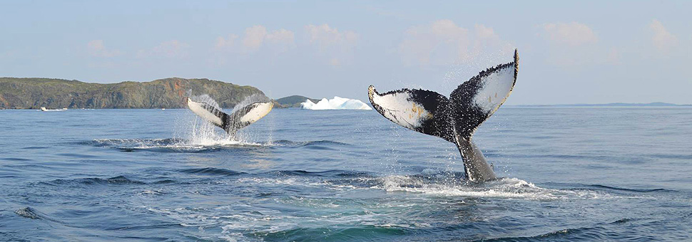 Whales, Bergs & Birds Tour Holidays with Sunway