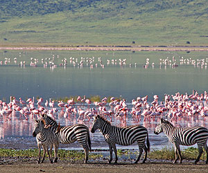 Kenya Classic, Kenya Safari