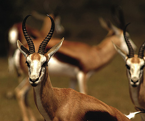 Mombasa Rendezvous, Kenya Safari