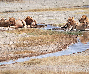 Masai Mara Safari, Kenya Safari