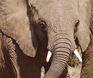 Kenya Safari Accommodation - Masai Mara Safari - Sunway.ie