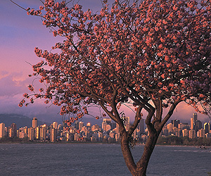 Book your Vancouver Holiday with Sunway