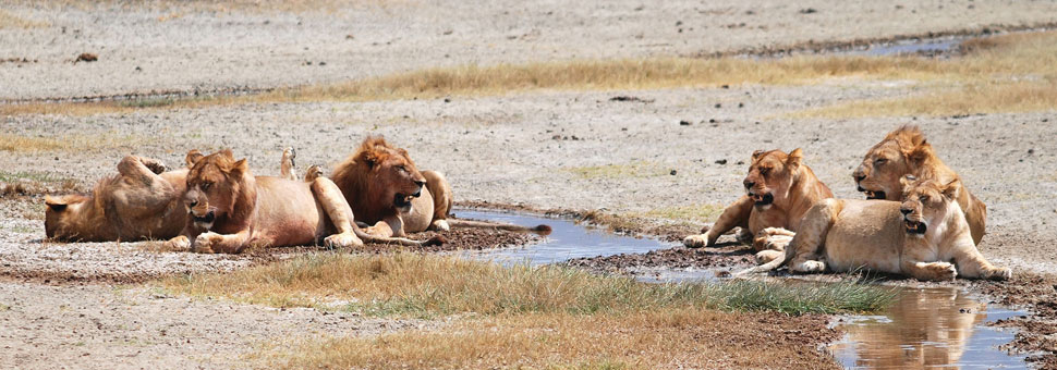Masai Mara Safari Holidays with Sunway