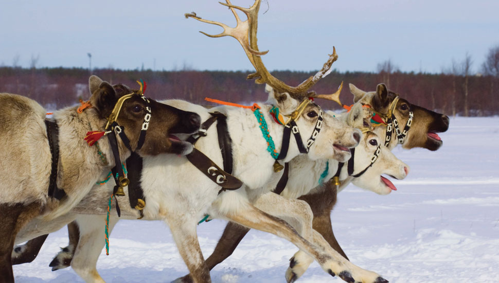 visit santa lapland from ireland