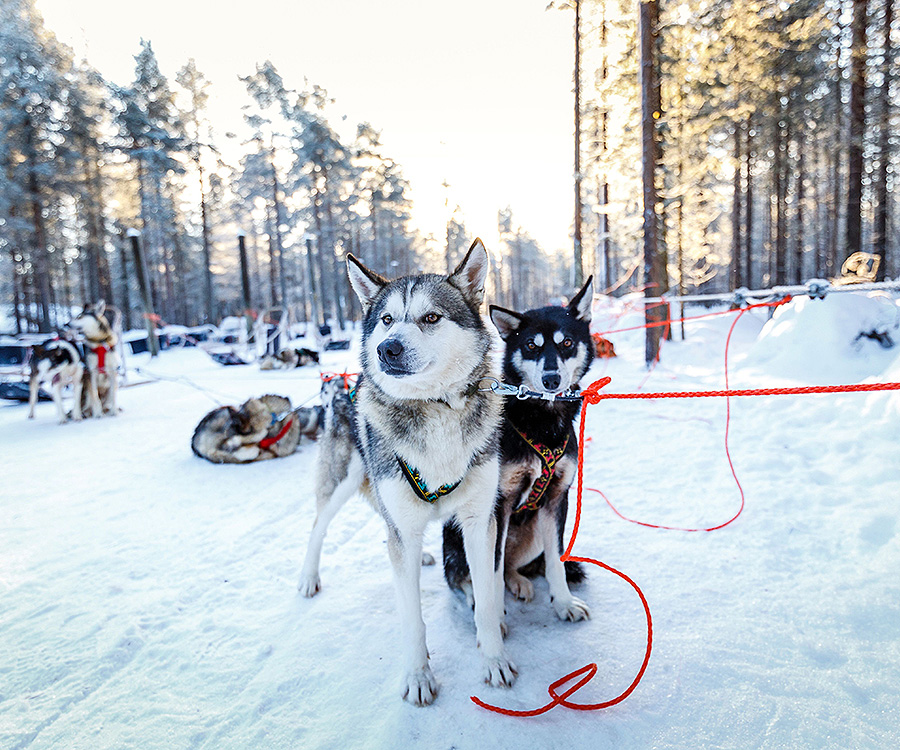 3 night trip to lapland