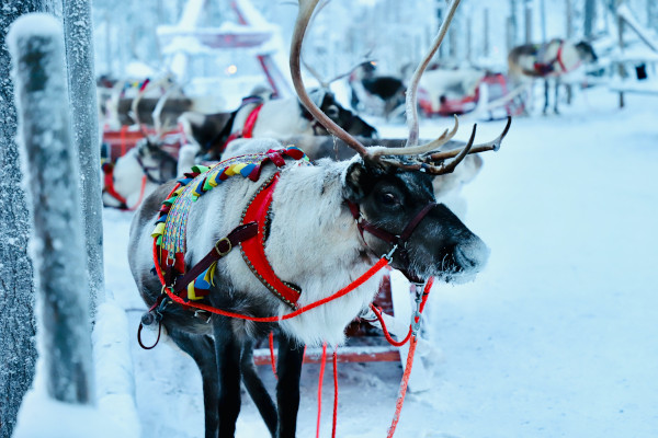 lapland christmas trip