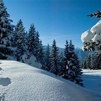 snowy forested areas in chalet loden